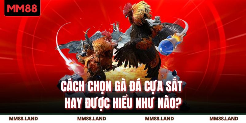 Cách chọn gà đá cựa sắt hay được hiểu như nào?