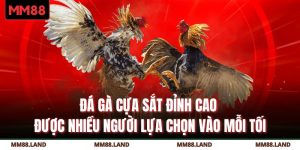 Đá Gà Cựa Sắt