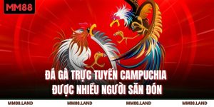 Đá Gà Trực Tuyến Campuchia