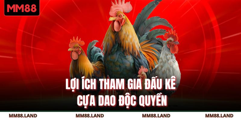 Lợi ích tham gia đấu kê cựa dao độc quyền